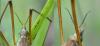 Tipula sp.